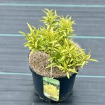 Zlatý dážď (Forsythia intermedia) ´MAREÉ D´OR´® - výška 15-25 cm,  ⌀ 30-40 cm, kont. C5L